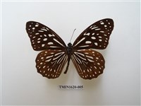 藏品(小紋青斑蝶)的圖片